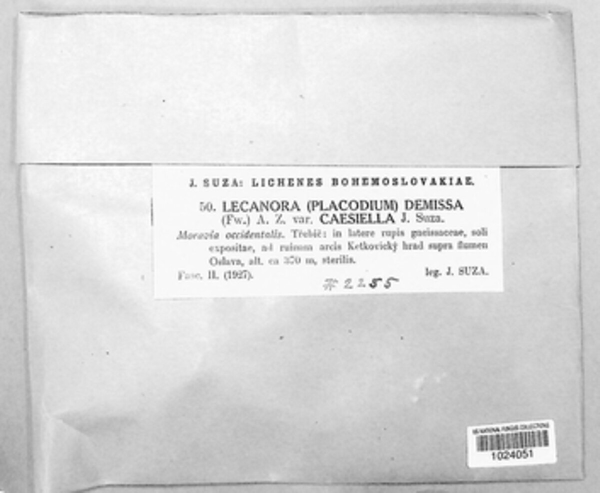 Olegblumia demissa image